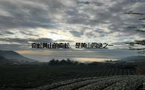 奇松黄山的奇松, 是黄山四绝之一